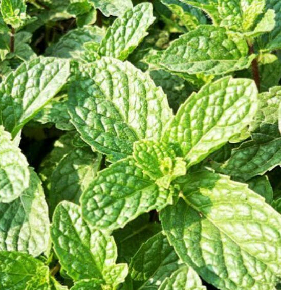 เบอกาม็อทป่า (Wild Bergamot) / 50 เม็ด (D027)