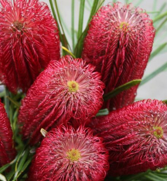 แบงเซีย (Banksia) คละ / 5 เม็ด (China)