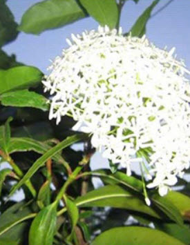 ต้นเข็มขาว สูง 20-30 ซ.ม. / ต้น