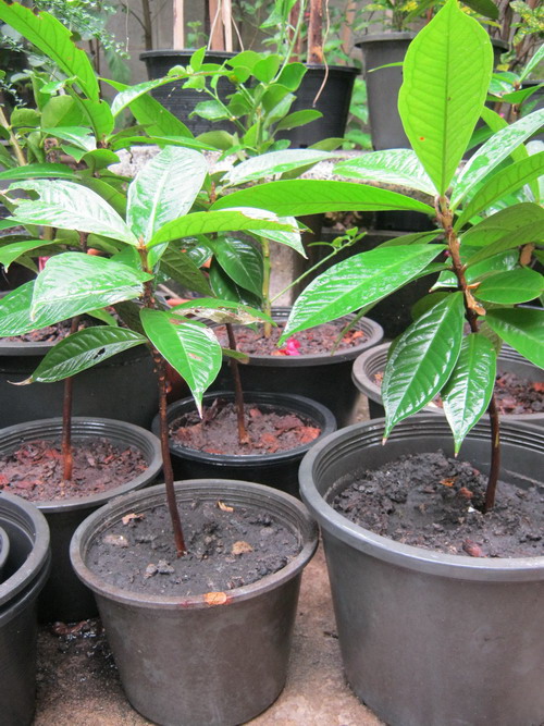 ต้นชมพู่สาแหรก เพาะเมล็ด สูง 15-30 ซ.ม.