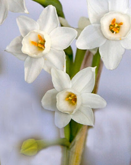 ดารารัตน์ (Narcissus dubias) สีขาว / 5 เม็ด (Spain)
