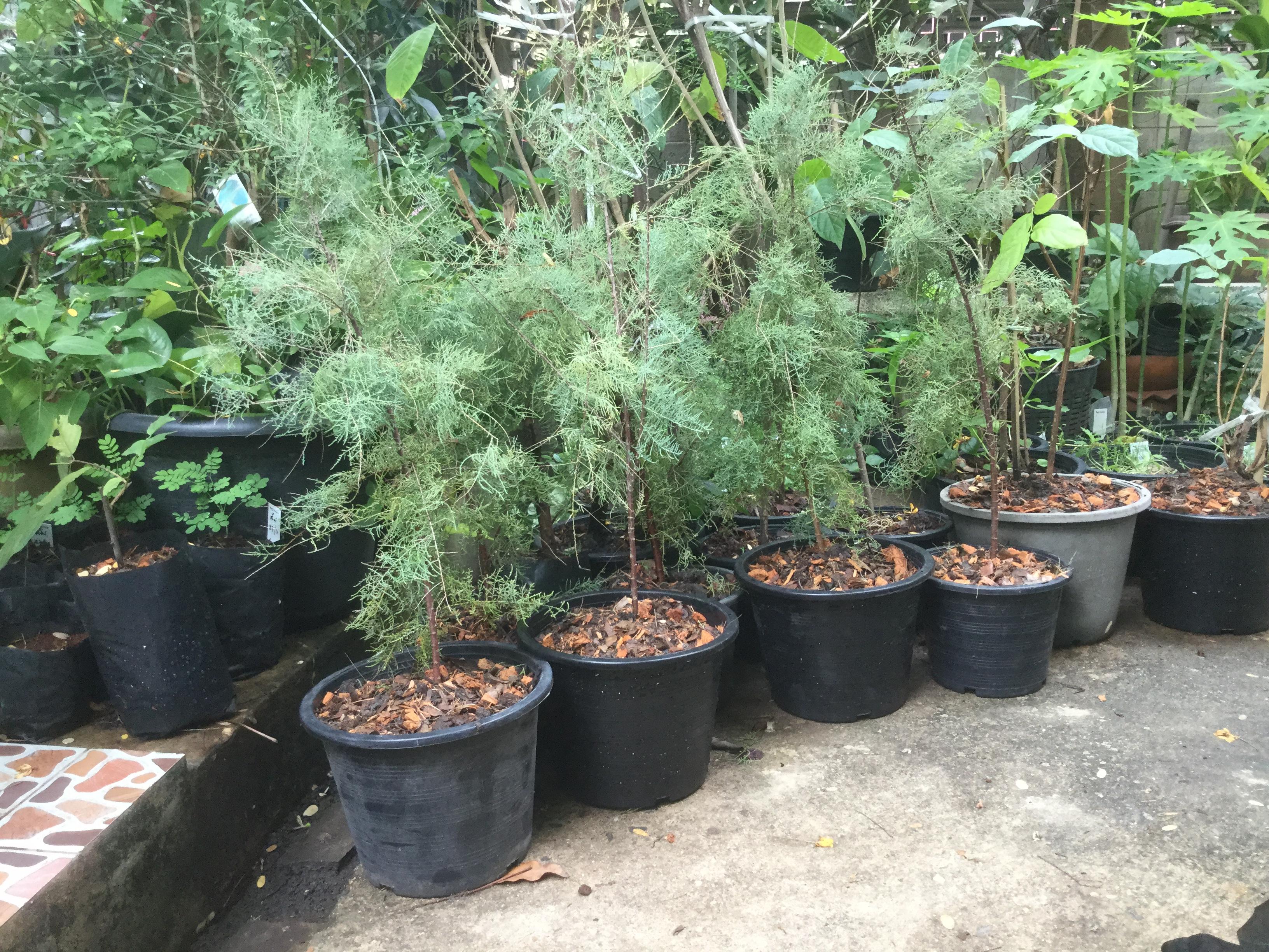 ต้นสนชมพู หรือสนทามาริกซ์ กระถาง 8 นิ้ว สูง 55-70 ซ.ม.