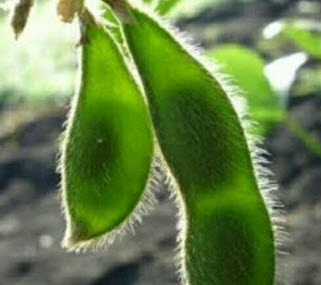 ถั่วแระญี่ปุ่น (Edamame) / 10 เม็ด (P2S)