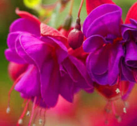 บีโกเนีย ฟิวเซีย (Begonia Fuchsia) / 25 เม็ด