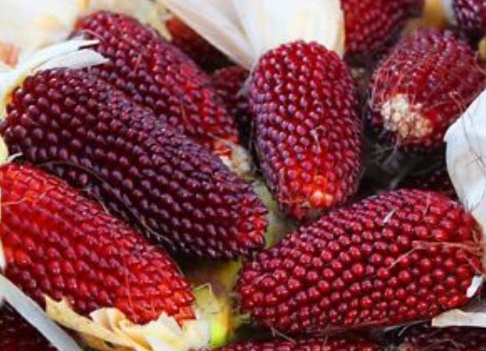 ข้าวโพดสตรอเบอรี่ (Corn Strawberry) สีแดง / 15 เม็ด (UK)