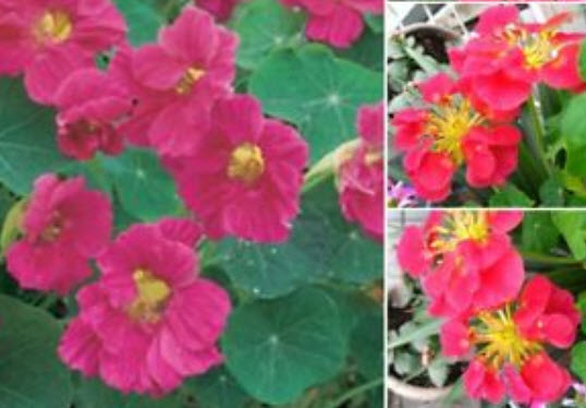 แนสเตอเตียม (Nasturtium) สีชมพู / 25 เม็ด