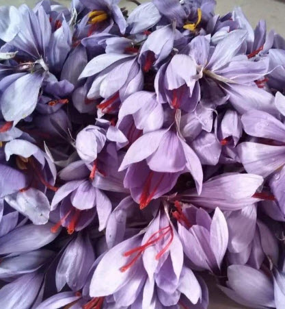 หัวหญ้าฝรั่น (Saffron Crocus) พืชสมุนไพร ของแท้ จากต่างประเทศ / หัว