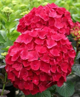 ไฮเดรนเยีย (Hydrangea) สีแดง / 25 เม็ด
