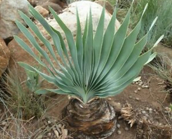 ว่านบูโฟน (Boophone Disticha) / 3 เม็ด (Israel)