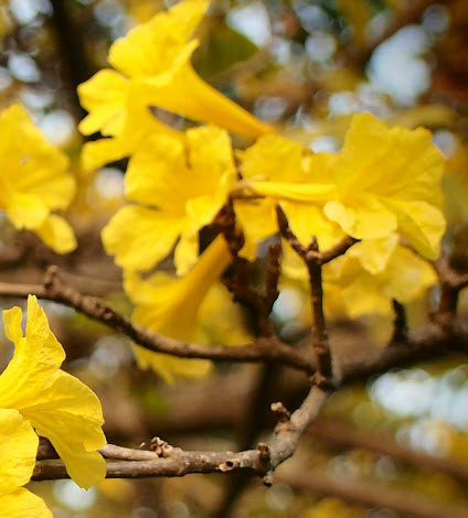 เหลืองอินเดีย (Yellow Trumpet Tree) / ต้น (ถุงดำ)