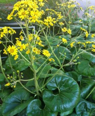 เสือดาว ใบใหญ่พิเศษ (Leopard plant) / 5 เม็ด (Malta)
