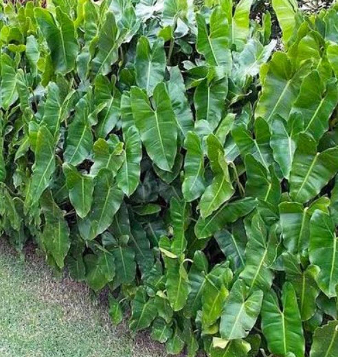 ฟิโลเดนดรอน (Philodendron imbe) / 10 เม็ด (Australia)