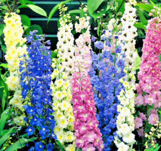 เดลฟิเนียม-แปซิฟิค (Delphinium - Pacific) คละ ดอกใหญ่ / 160 เม็ด (UK)