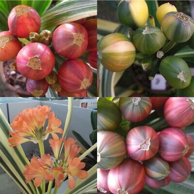 คลิเวียด่าง (ว่านสิบแสนด่าง) / 10 เม็ด (นอก)