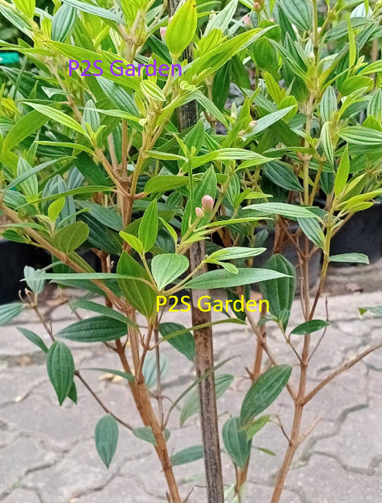 ต้นม่วงมงคล หรือโคลงเคลง กระถาง 10 นิ้ว สูง 70-90 ซ.ม. / ต้น