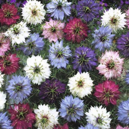 รักในสายหมอก (Love in a Mist) สีม่วง / 350 เม็ด (Australia)