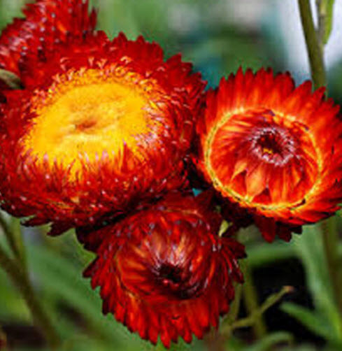 ดอกกระดาษ หรือสตรอ ฟลาวเวอร์ (Straw flower - Scarlet Red) / 900 เม็ด (UK)*