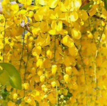 วิสทีเรียต้น (Wisteria tree) สีเหลืองทอง / 10 เม็ด (หายาก)