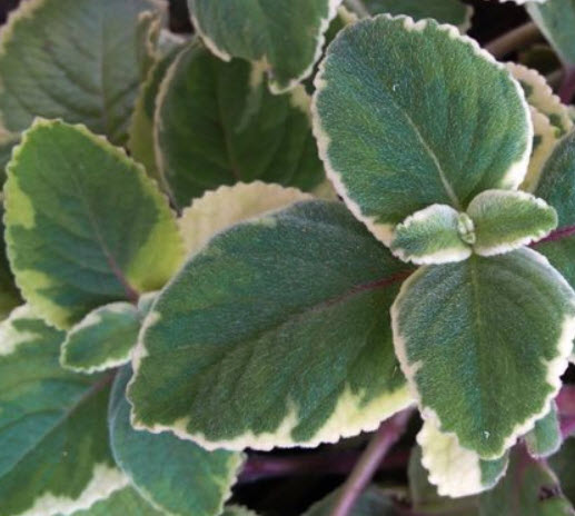 ต้นหูเสือด่าง กระถาง 4 นิ้ว / ต้น