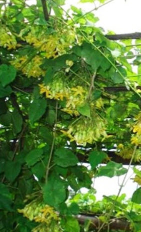 ขจร / สลิด (Cowslip creeper) / 15 เม็ด