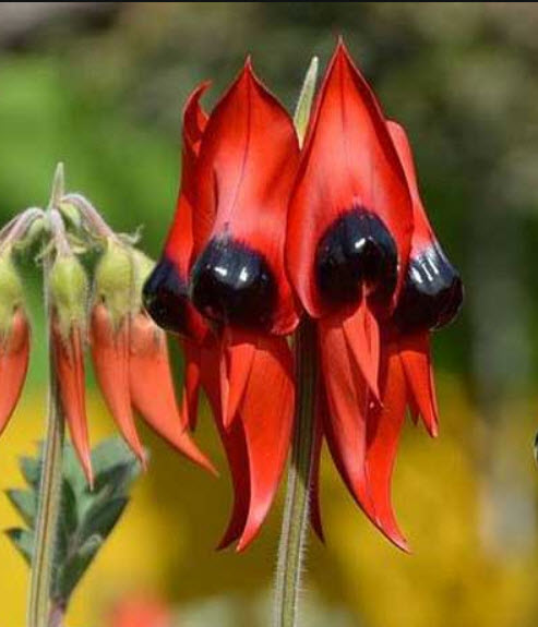 Sturt Pea (Swainsona formosa) / 5 เม็ด (Australia)