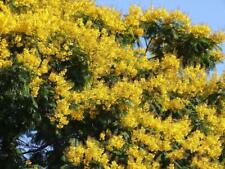ยีราฟ (Brazilian fire tree) / 5 เม็ด (India)