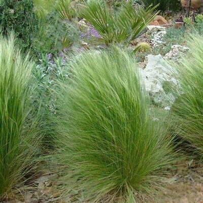 หญ้าขนเม็กซิกัน (Mexican Feather Grass) / 100 เม็ด