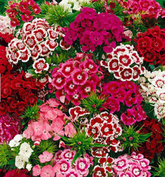 สวีท วิลเลี่ยม หรือผีเสื้อช่อ (Sweet William) คละ / 1,000 เม็ด (UK)