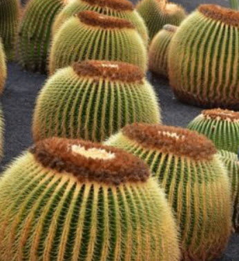 ถังทอง (Echinocactus grusonii) / 10 เม็ด (Italy)