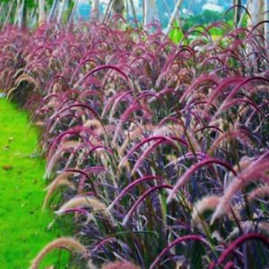 หญ้าน้ำพุ (Fountain grass setaceum) / 100 เม็ด (China)