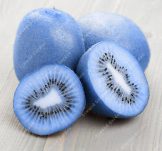 กีวี่สีฟ้า (Blue Kiwi) / 50 เม็ด (China)