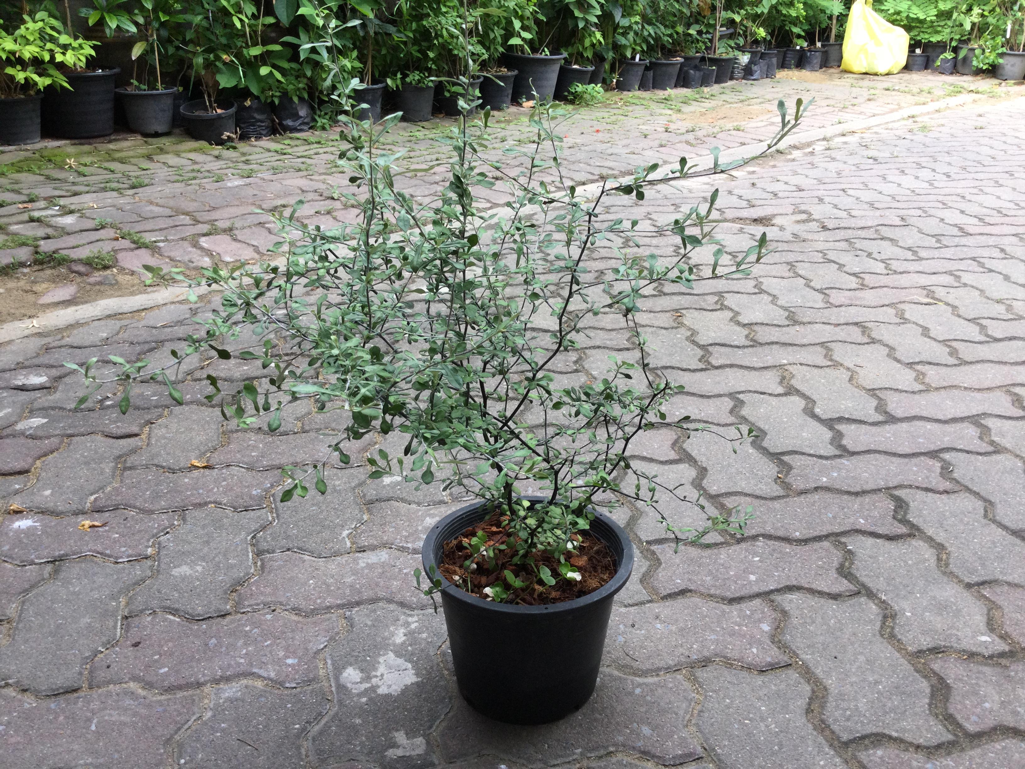 ต้นโคโรเกีย (Corokia) ใบเงิน สูง 50-70 ซ.ม. / ต้น (Holland)*