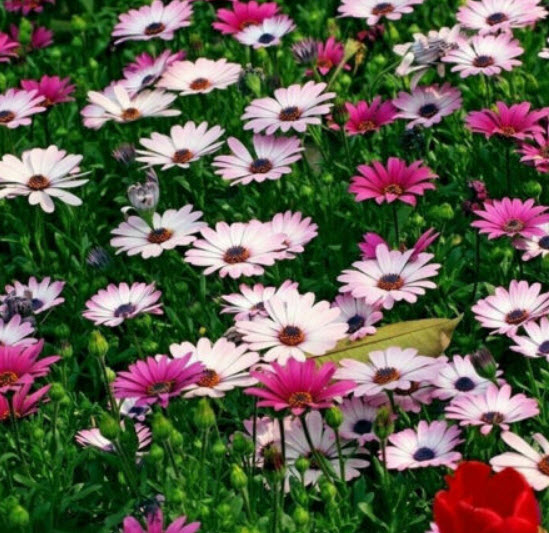 อัฟริกัน เดซี่ (African Daisy) คละ / 100 เม็ด (China)