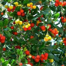 สตรอเบอรี่ต้น / 25 เม็ด (Montenegro)