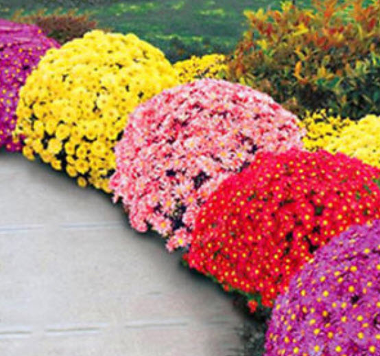 เบญจมาศคลุมดิน (Ground-cover Chrysanthemum) คละสี / 100 เม็ด