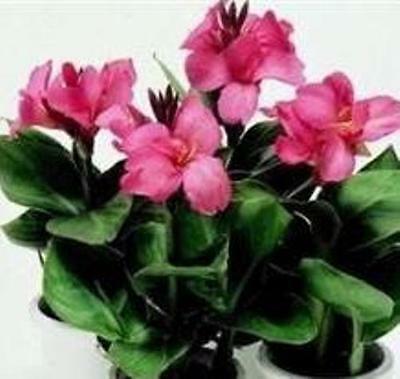พุทธรักษา ดอกสีกุหลาบ (Tropical Rose) / 5 เม็ด (UK)