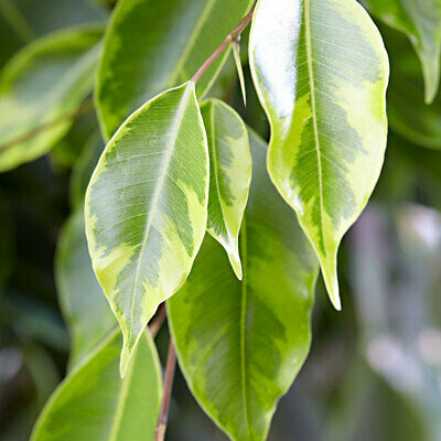 ไทรใบแหลม (Ficus Benjamina) / 20 เม็ด (นอก)