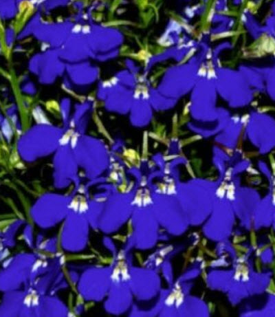 โลบีเลีย - ฮาล์ฟมูน (Lobelia - Half Moon) / 200 เม็ด (USA)