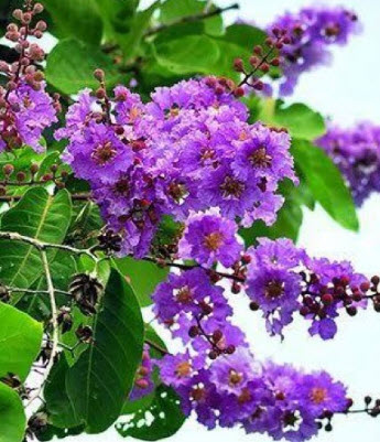 เมล็ดพันธุ์ อินทนิล อินทนิลน้ำ ตะแบกดำ / 30 เม็ด