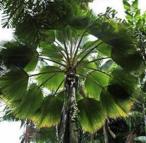 ปาล์มพัดฟิจิ (Fiji Fan Palm) / 5 เม็ด (Portugal)