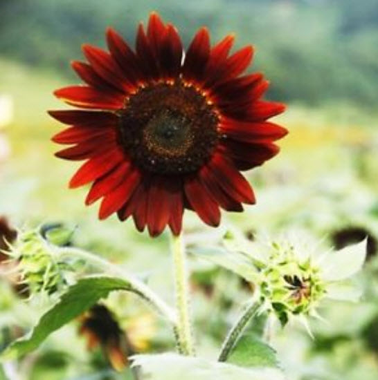 ทานตะวันแดง (Sunflower) / ซอง 15 เม็ด (A108)