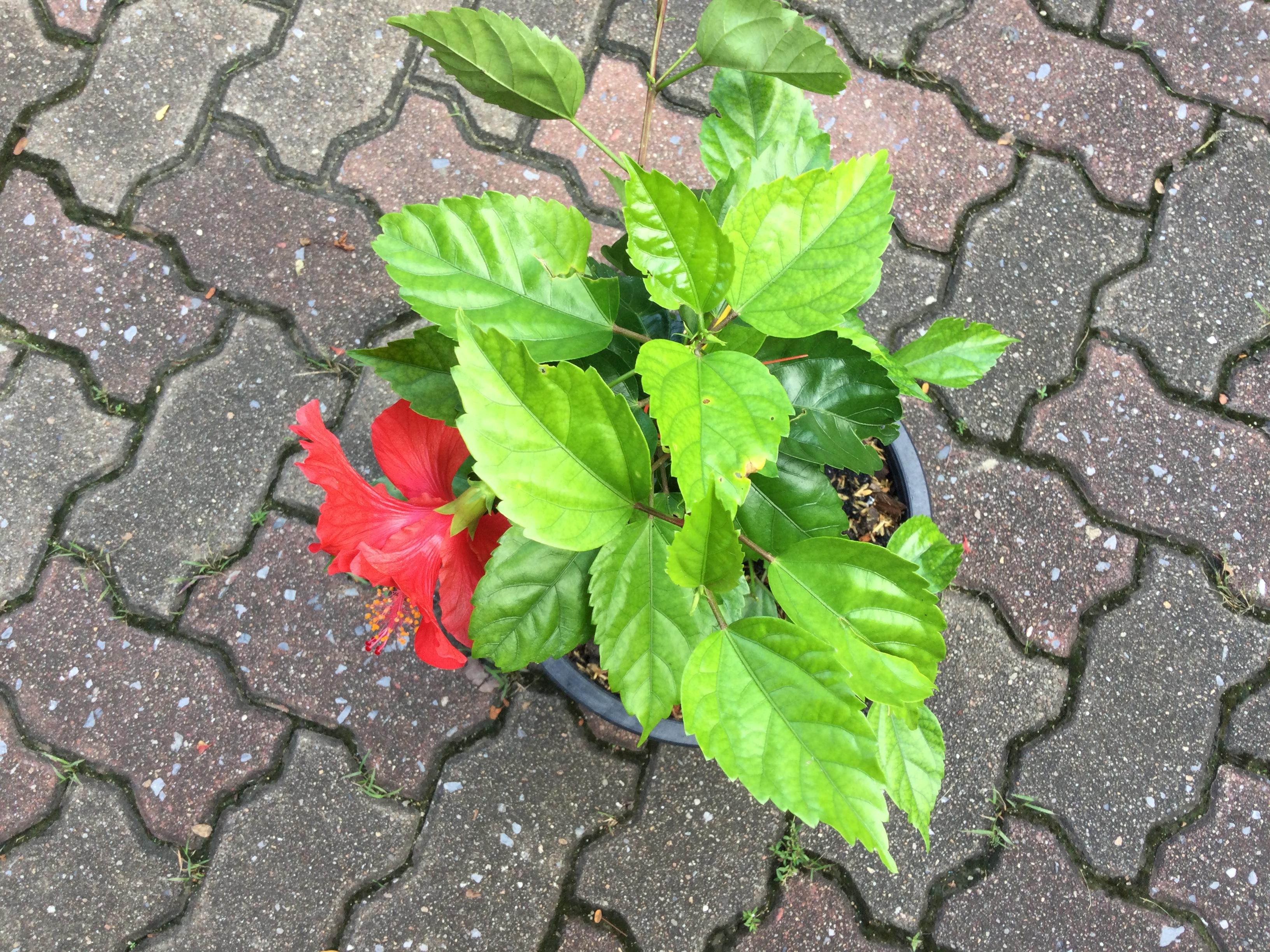 ต้นพู่ระหงโบราณ ดอกสีแดง กระถาง 10 นิ้ว สูง 50-70 ซ.ม.