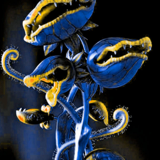 กาบหอยแครงยักษ์ (Giant Venus Flytrap) คละสี / 50 เม็ด