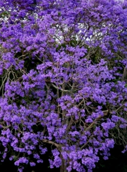 ศรีตรัง (Jacaranda mimosifolia) / 50 เม็ด (Spain)*
