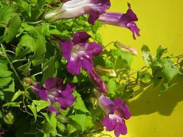 ลิ้นมังกรเลื้อย (Twinning Snapdragon) / 10 เม็ด (UK)