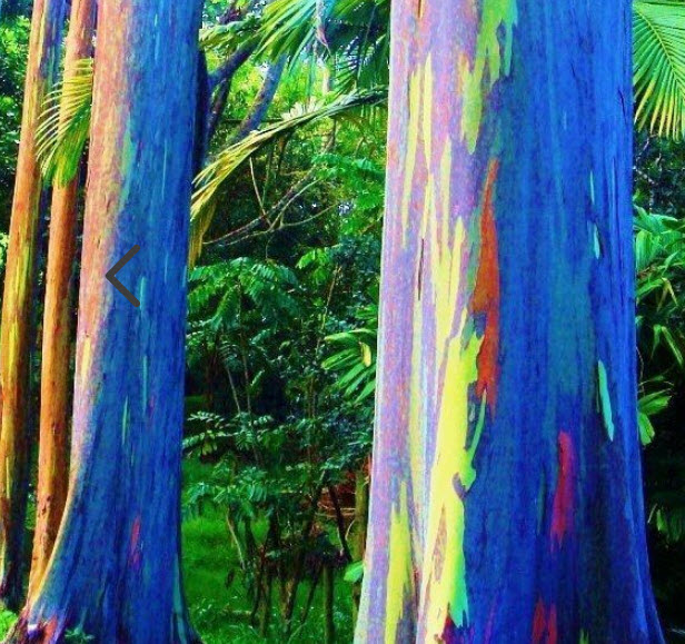 ต้นยูคาลิปตัสสีรุ้ง ยูคาสีรุ้ง สูง 70-100 ซ.ม. เพาะเมล็ดนำเข้า