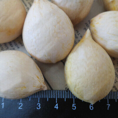 ปรงญี่ปุ่น (Cycas Revoluta) / 1 เม็ด (China)