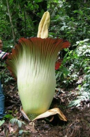 บุกคางคก (Elephant Yam) / 5 เม็ด (Portugal)*