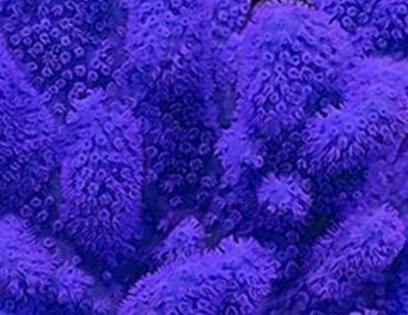 Water Grass คละสี / 1,000 เม็ด (นอก)