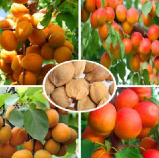 แอพปริคอทหวาน (Sweet Apricot) / 10 เม็ด